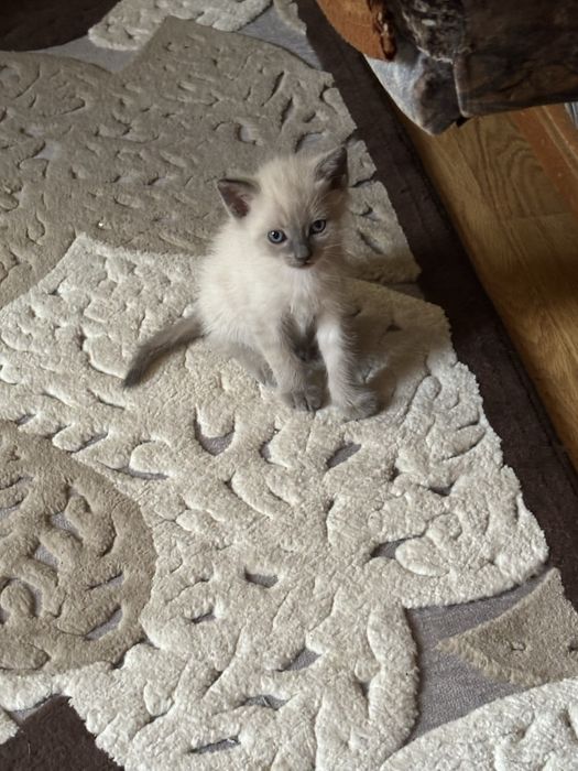 Котята  домашние уже кушают