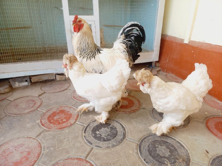 Brama Xo'roz va Tovuqlar sotiladi