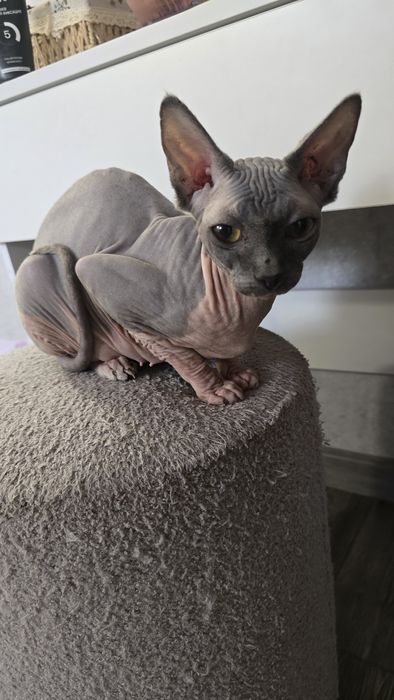 Котята канадский сфинкс