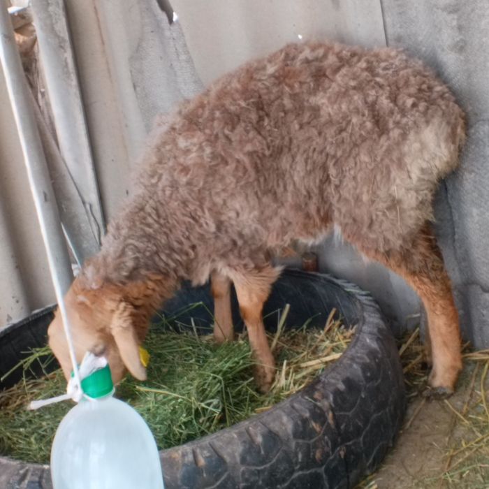 Продам баран приличный ярочка