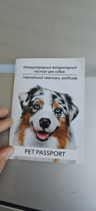 Курцхаар щенок 4 месяца