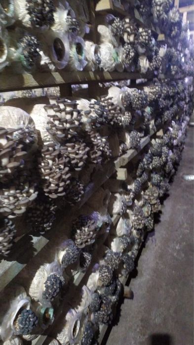 Сдам в аренду действующий комплекс по выращиванию грибов