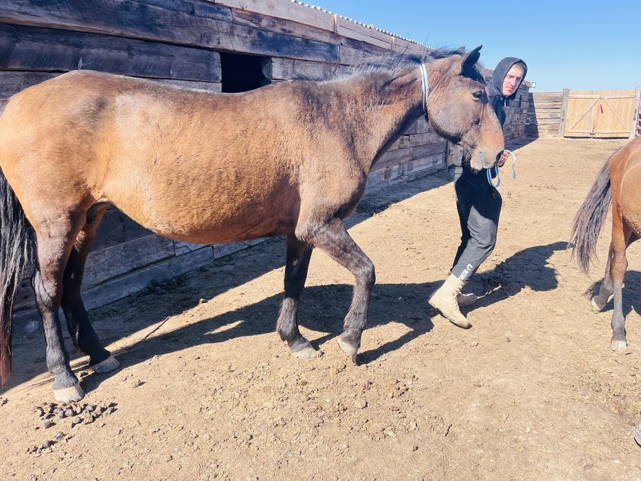 Сауын сүтті бие сатылады