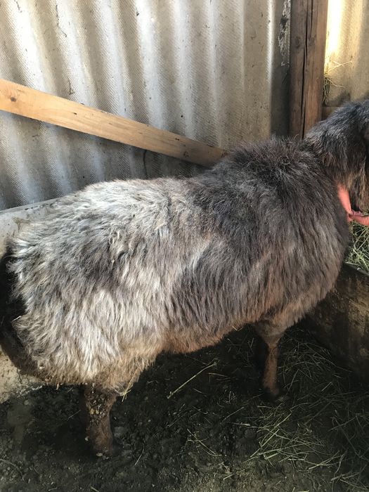 Продам кочкар каскелен