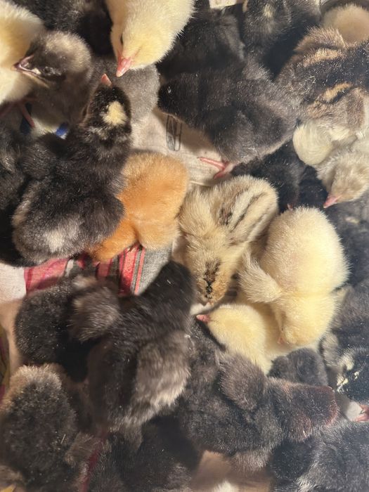 Продам домашних цыплят
