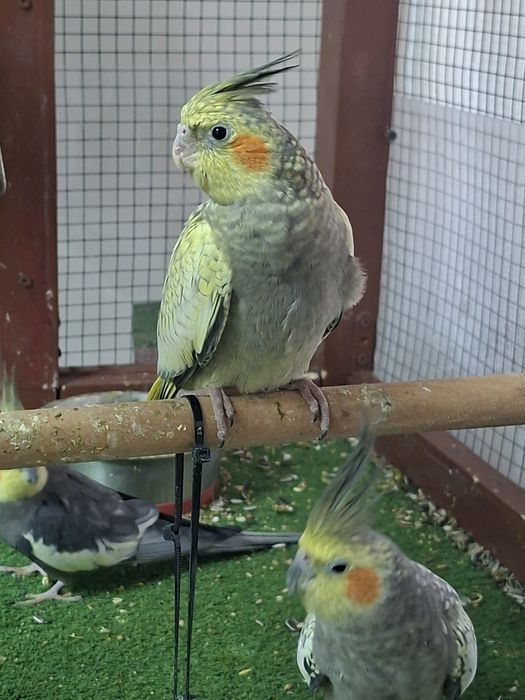 Pui Nimfa înțărcat