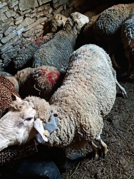 Коч за продаване