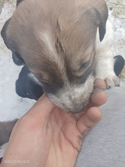 Тобет иттин кушиктери