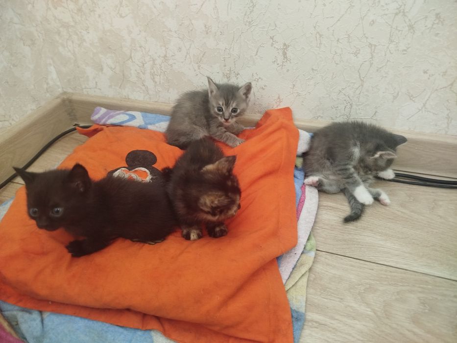 Отдам даром котенка