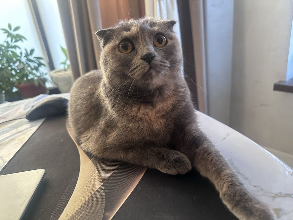 Шотландский кошка