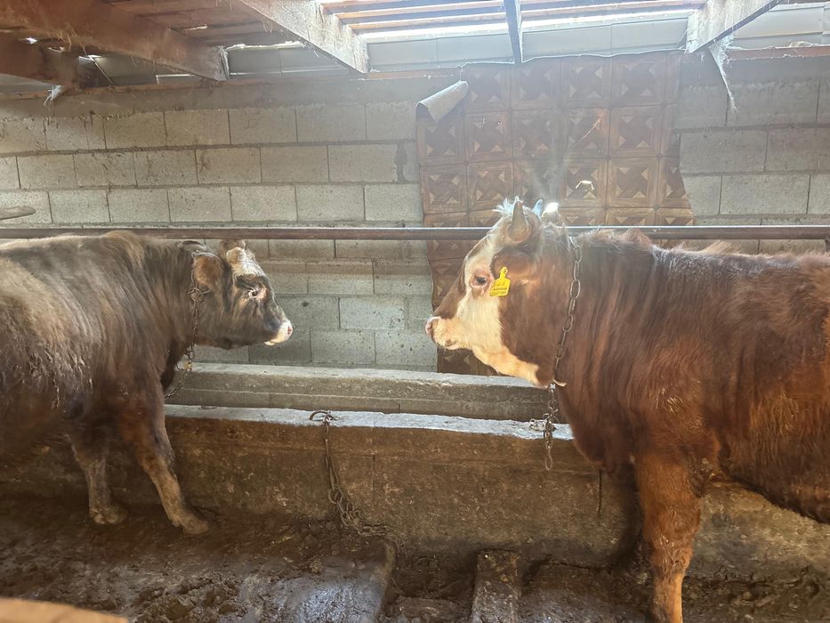 Годовалые бычки на откорме