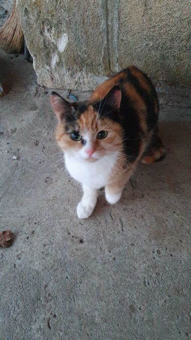 Спасете млади котета - остават сами на произвола на съдбата