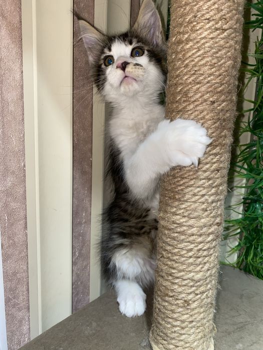 Малыш Мейн кун Wcf в Астане