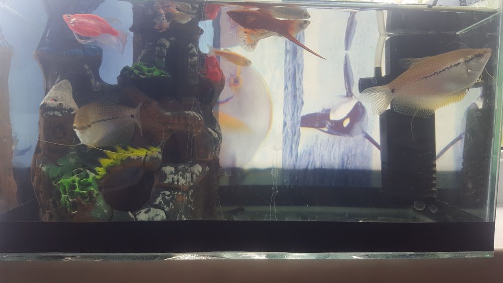 Продам рыбок Гурами,Дания,Малинезия,Гупи,минченосец.