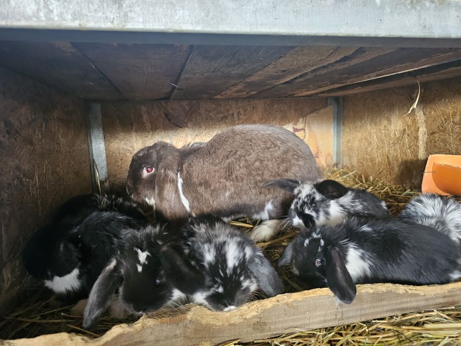 Femela berbec german cu pui