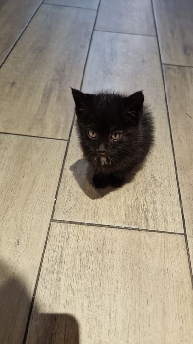 Чёрная кошечка, ласковая