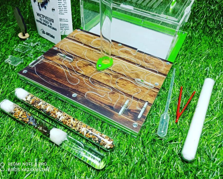 Ферма + Муравьи + корм. В АЛМАТЫ