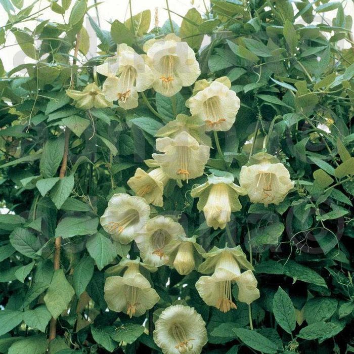 Plic 20 seminte Cobea alb violet  - Cobaea scandens purple / white