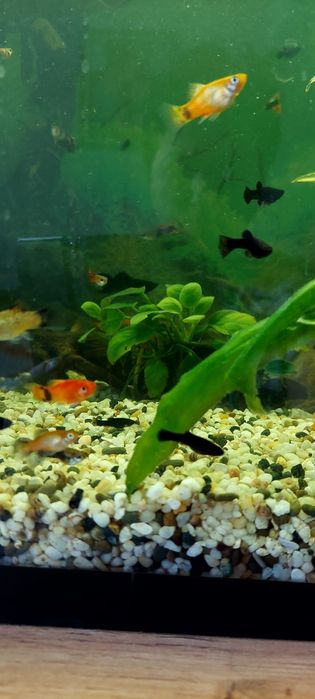 Продам мальков подрощенных