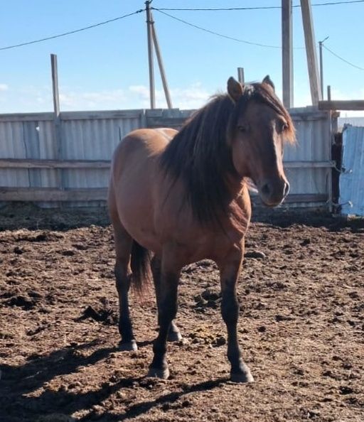 Айғырлар сатылады