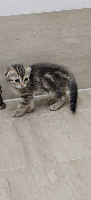 Toshakda yoshlarning rus porno