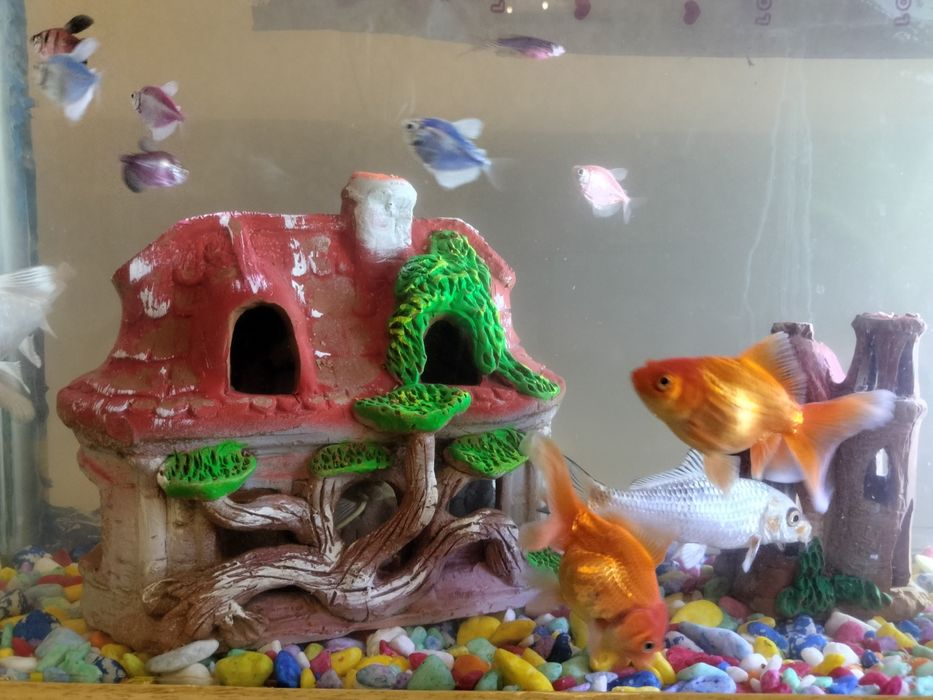 Baliqlar sotiladi akvariumi bn birga