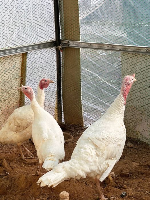 Домашний Индюк 3-4кг живой вес