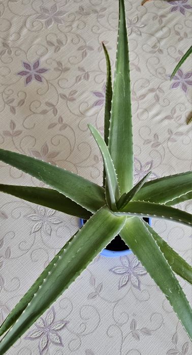 Продам Алое Вера
