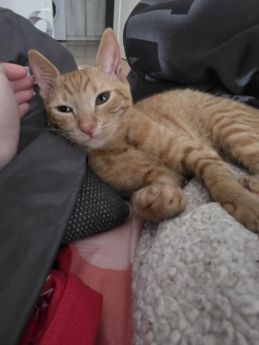 GARFIELD & LUNA își caută o familie – Adopție împreună
