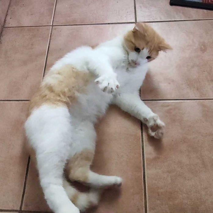 Ofer pt adopție pisica