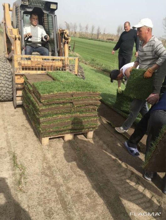 Посев рулонного газона