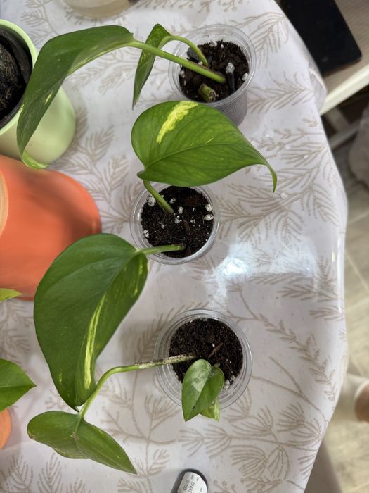 Эпипремнум 500 тенге