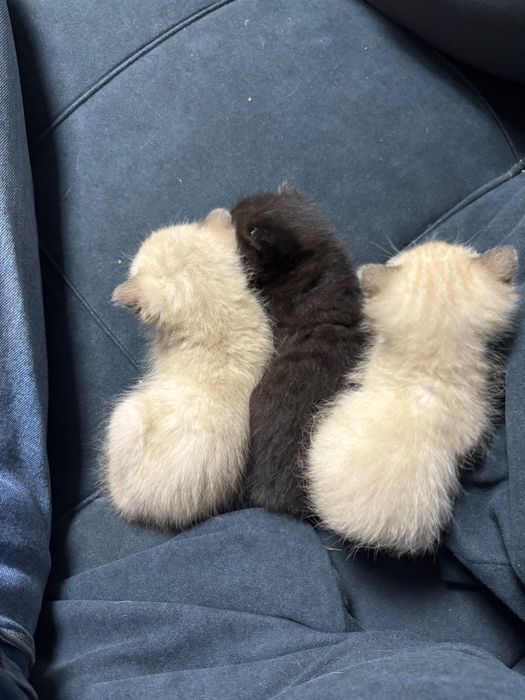 Котята  вислоухие