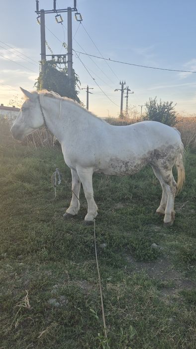 Iapa semigrea romaneasca 800kg greutate garantata 100% pentru caruta
