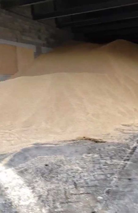 Пшеница, Лён, Кукуруза (урожай Казахстана) оптом продаётся