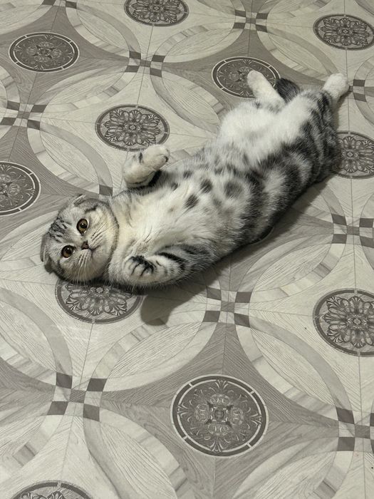 Осталось девочка короткошёрстная