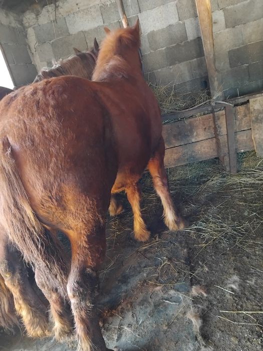 Vând mânz 7-8 luni