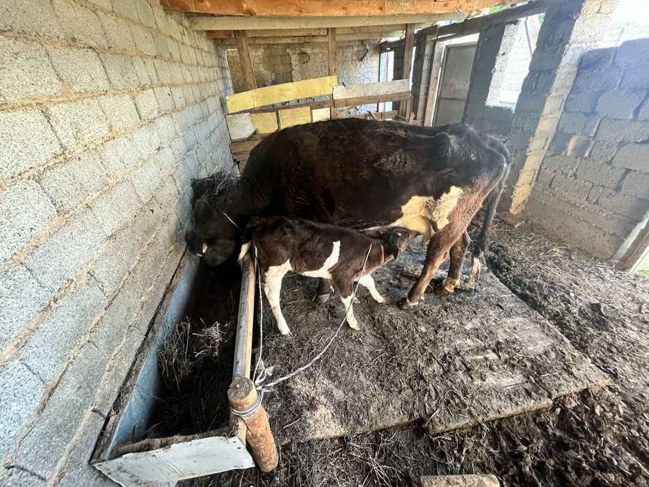 Бұзаулы сүтті сиыр