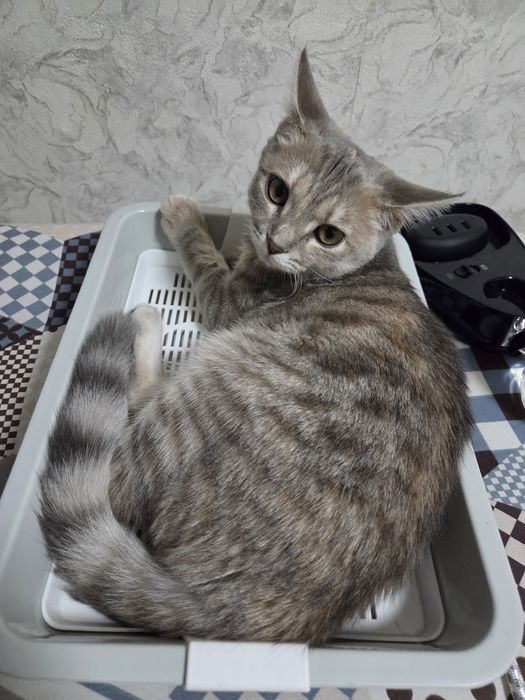 Отдам котенка срочно