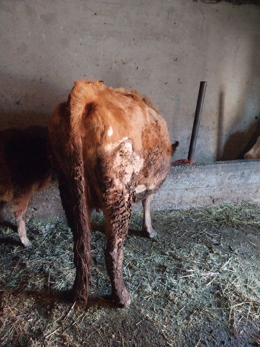 Vacă de vânzare gestantă