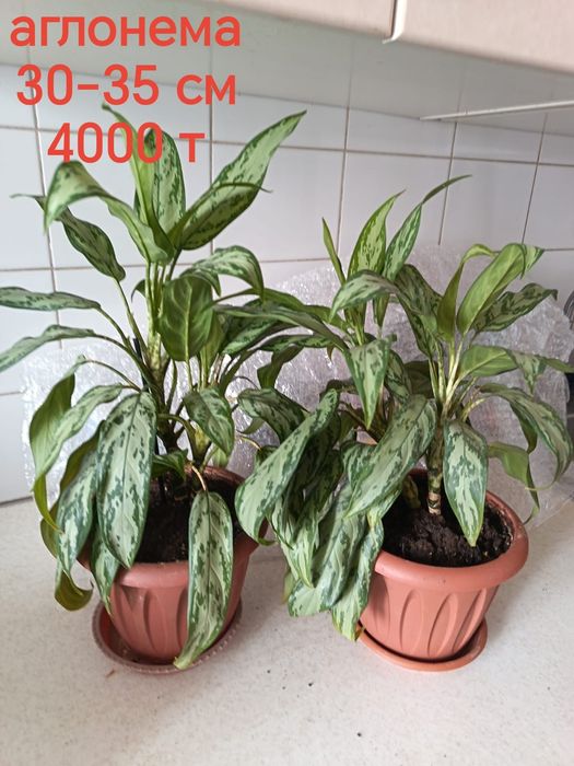 Продам комнатные растения