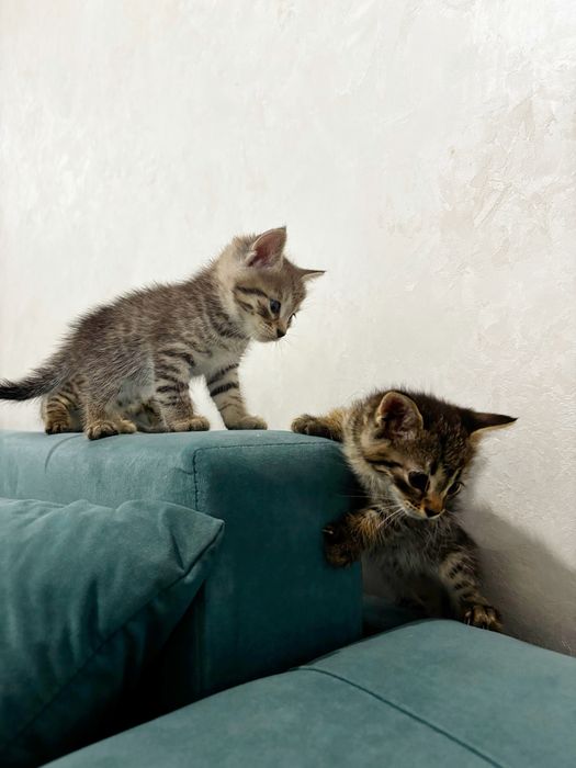 Котята скоттиш страйт