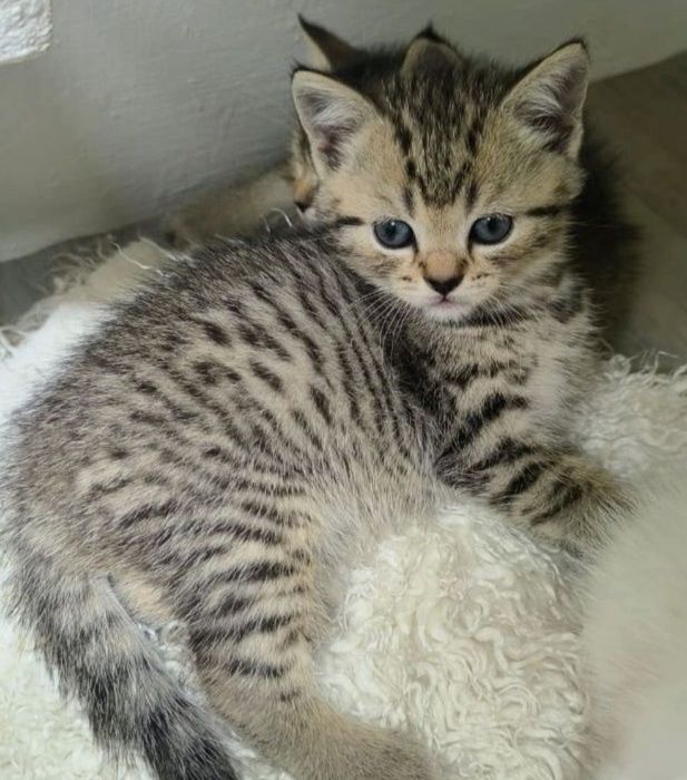 КоШечКи  ШоТланДскиЕ