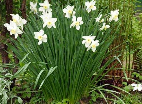 Продам садовые цветы