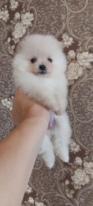 Щпицы мальчики и девочки