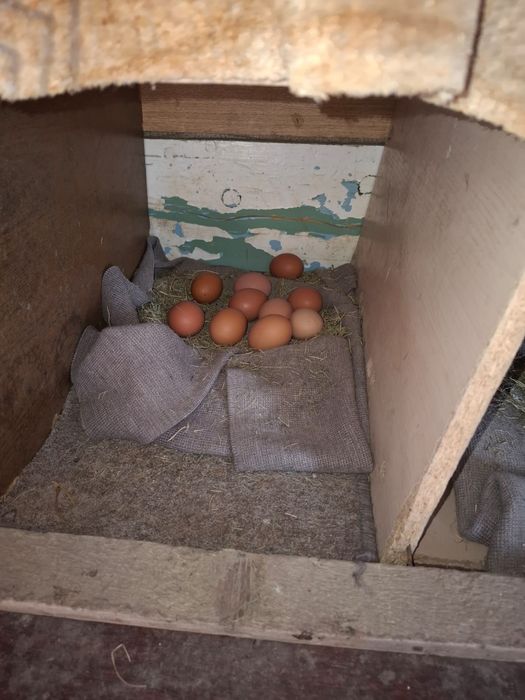 Продам куры ломан браун.