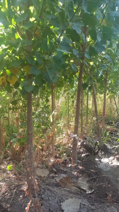 Саженцы көшет ағаш карагаш терек