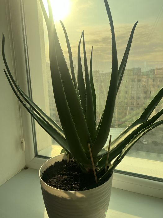 Алоэ вера лечебный