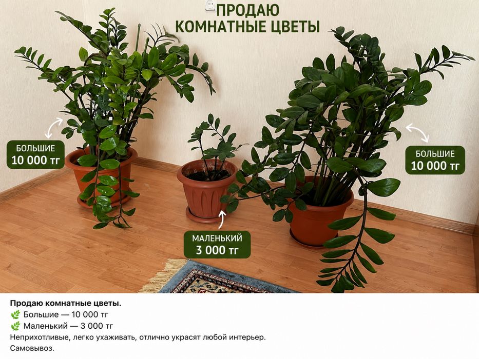 Комнатные цветы 3 штуки