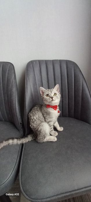 Британские серебристая шиншила.